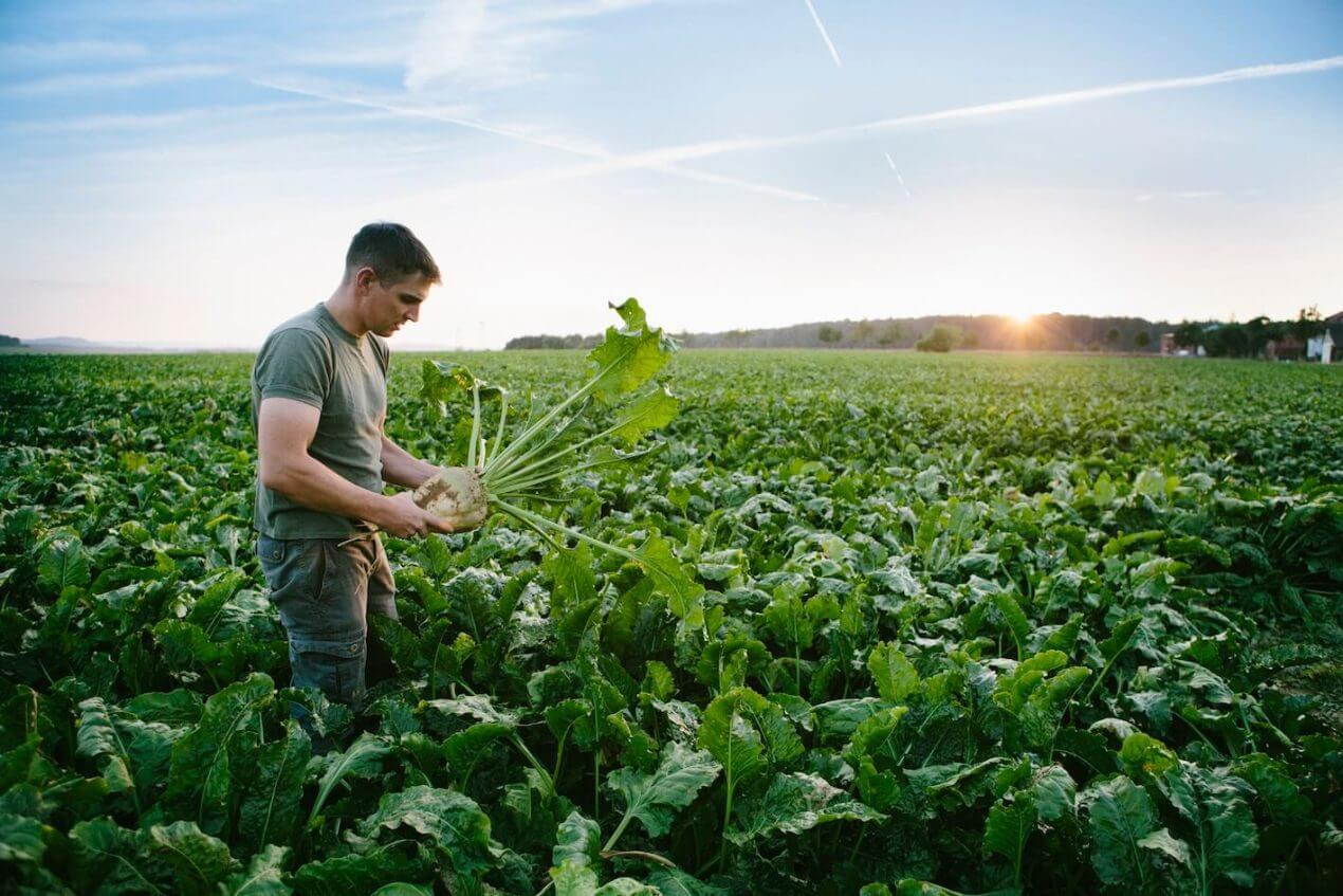 Trotz Klimawandel: Bauern weltweit steigern ihre Erträge dank moderner Methoden – viele Studien blenden diesen Fortschritt aus.GETTYIMAGES/fotografixx
