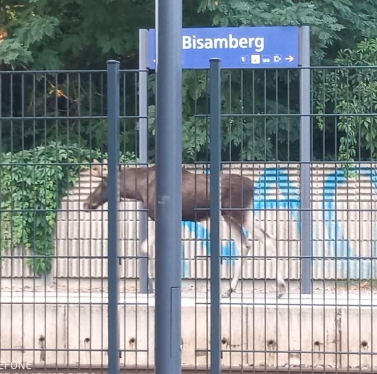 Elch Emil -Bisamberg
